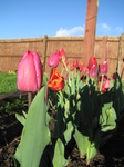 SX21959 Tulips in back garden.jpg